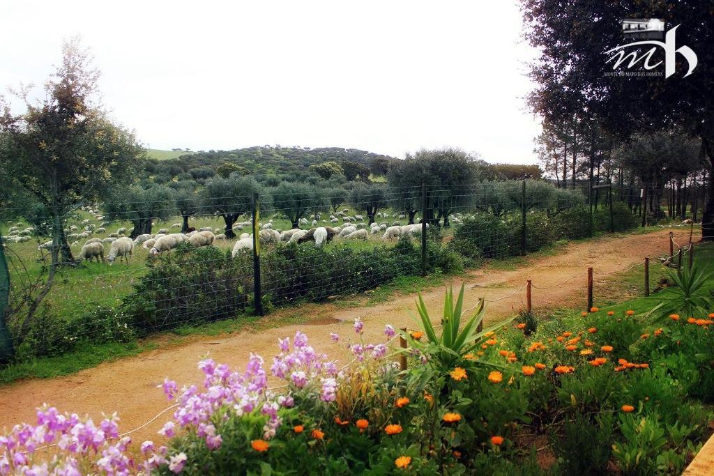 Monte Do Mato Dos Homens Vidigueira Luaran gambar